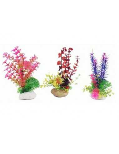 PLANTA ROCK 20 cm.