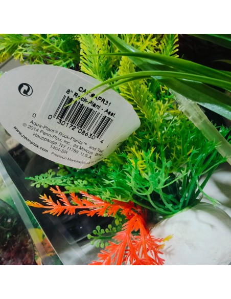 PLANTA ROCK 20 cm. PLANTA ROCK 20 cm.