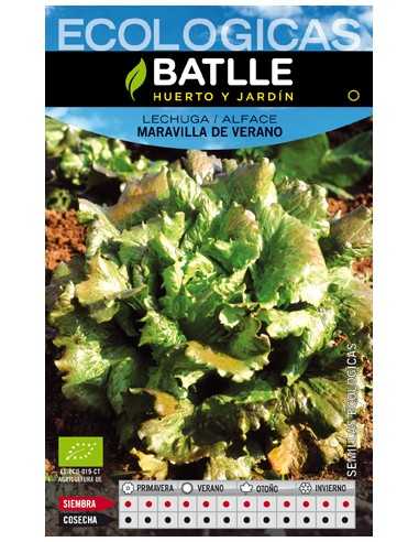 LECHUGA MARAVILLA DE VERANO- ECO
